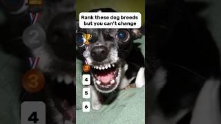 Rank these dog breeds but you can’t change  #shorts #ranking #dogs #trending #viralvideo #fyp