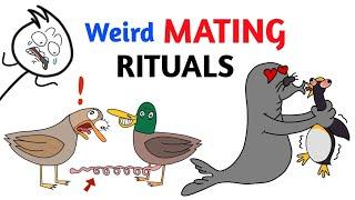 Worst Mating Rituals In Animal Kingdom