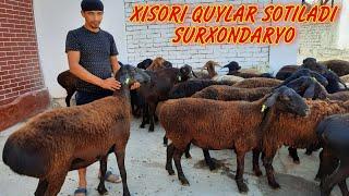 XISORI QUYLAR SOTILADI SURXONDARYO ️998932702424