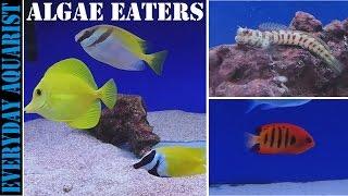 Best Marine Saltwater Algae Eating Fish