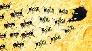 ENDLESS ANT ARMIES Battle for Domination in Empires of the Undergrowth Tug of War!