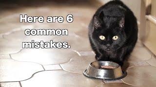 6 Ways You're Feeding Your Cat Wrong