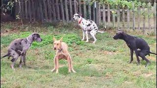 Try Not To Laugh Dogs And Cats  - Funniest Animals Video 2023 #Ever1