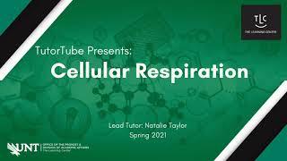 TutorTube: Cellular Respiration