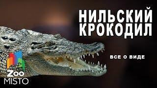 Нильский крокодил - Все о пресмыкающиеся семейства крокодилов | Вид нильский крокодил