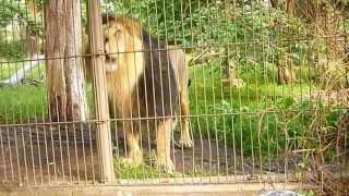 Asian lion roaring,  scaring a child. It is Panthera Leo Persica or P. Leo Leo