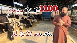 Al Riza Modern Dairy Farm of 1100 Cows #cow #dairy_farming #farmer #business #buffalo