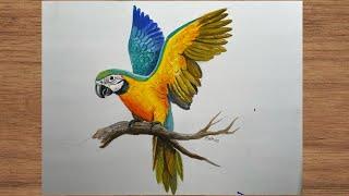 How to draw a macaw | Bird painting step by step in poster colour