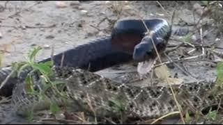 Rattle snake fights mamba