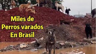 Muchos perros varados en el desastre Natural en Brasil  #parati #viralvideo