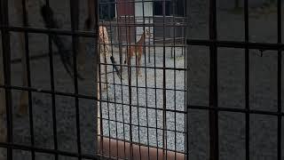 Rare (no pattern)  female giraffe born in Limestone, TN at Brights Zoo.