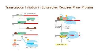 Process of transcription- from DNA to RNA