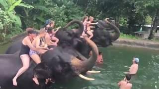 Amazing Smart Elephant  Playing With Cute Girl At Home - How to play with Smart Elephant