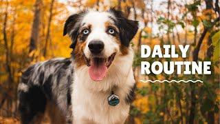 Mini Australian Shepherd Daily Exercise Routine