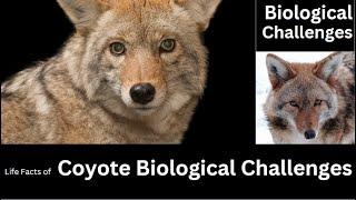 Coyote Biological Challenges