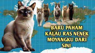 Asal usul nenek moyang ras - ras kucing didunia #cat #kucing #kucinglucu #catlover