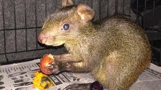 BABY Agouti eating Grape