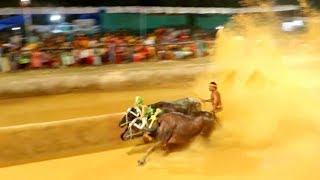 India's traditional 'kambala' buffalo race thrills spectators