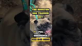 Pug obedience training in Houston 832-845-4680 no pain no shock no shortcuts German Captain