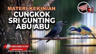 Cucak Cungkok Gacor Ngetik Ngekrek vs Srigunting Abu Abu Gacor Cililin Kunti