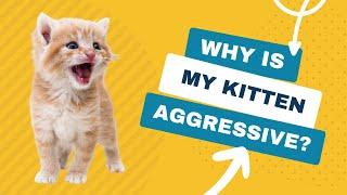 Why is My Kitten So Aggressive? | Ask a Vet