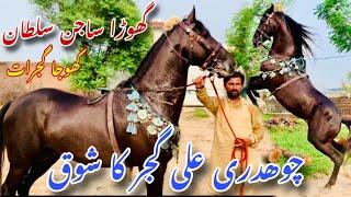 Ch Ali Gujjar ka Shok | Desi Neza Baz Ghody