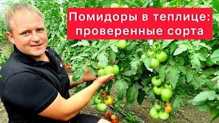 Помидоры в теплице: проверенные сорта