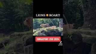 LIONS ROAR!!! | SINGAPORE ZOO 2024 #Singapore #Lions #Lion