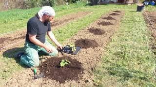 preparo il terreno con la lavorazione, trincio e freso una parte dell'orto, trapianto le zucchine,