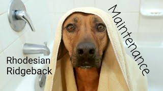 How to take care of a Rhodesian Ridgeback // Maintenance