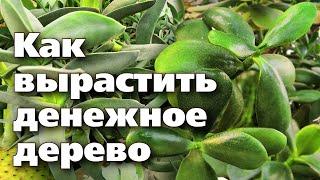 СЕКРЕТЫ ВЫРАЩИВАНИЯ ТОЛСТЯНКИ. Разновидности популярного комнатного растения