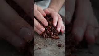 How to Eat Grasshoppers! #chapulines