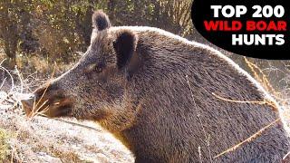 TOP 200 WILD BOAR HUNTS - EN İYİ 200 DOMUZ AVI - CHASSE AU SANGLIER - PART 1