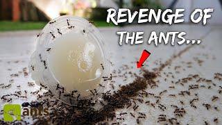 A STINGING ANT RAID Invaded My Home (They Ate Everything!)