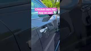 Chicken lays egg on car |  rooster protects chicken | Pearl Harbor Hawaii USA #oahu