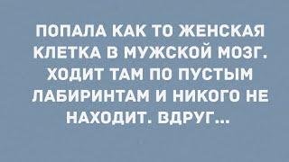 Попала как то женская клетка в мужскую. Анекдоты.