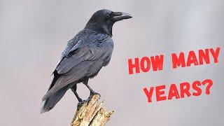 How long do crows live?