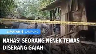 Gajah Masuk ke Pemukiman Serang Seorang Nenek Hingga Tewas | Liputan 6 Lampung