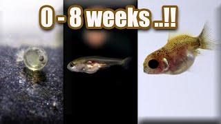 Ep. 7 Baby GOLDFISH GROWTH ( from eggs - 8 weeks )