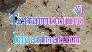 Tetramorium bicarinatum #1