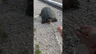 Snapping Turtle Bites Stick