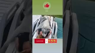 Dog licking a girl's body
