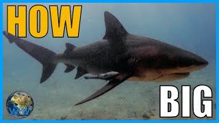 How Big do Bull Sharks Get?