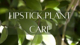 ABOUT AESCHYNANTHUS | Lipstick plant basic care guide