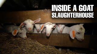 Inside a goat farm & slaughterhouse | Animal cruelty exposed
