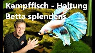 Kampffisch - Betta splendens - Haltung der Hochzuchtform