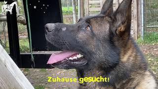 Vermittlung - Deutscher Schäferhund Bruce, 6 Jahre