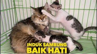 INDUK SAMBUNG PERSIA RAWAT ANAK KUCING KAMPUNG SAMPAI BESAR