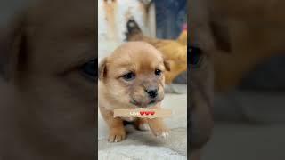 Puppy loves chicken . A beautiful moment #2170 - #shorts - #chodat - tv