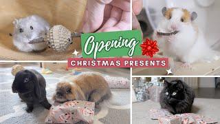 My Pets Open Christmas Presents! 2023